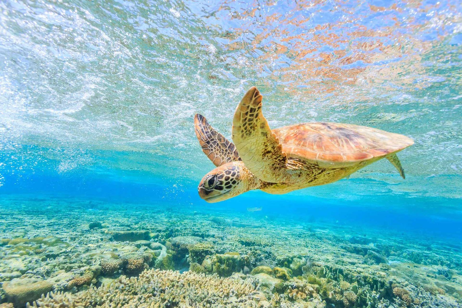 turtle Zakynthos island